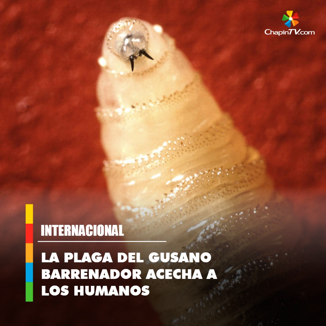 chapintv_'s tweet image. 🚨 Alerta: #GusanoBarrenador amenaza a #humanos ➡ bit.ly/41r4x4g