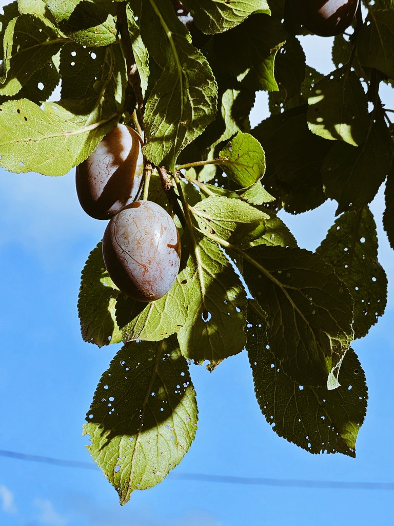 smutne historie spisane na kacu i tanim papierze tweet media