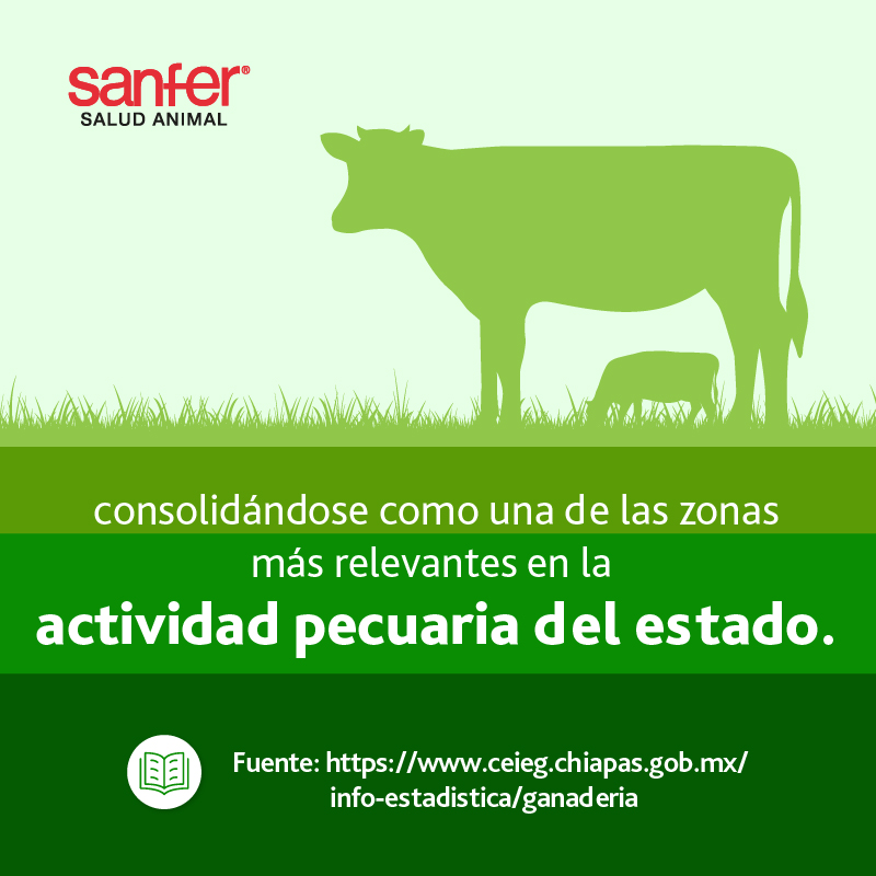🐂 La ganadería no solo alimenta, también impulsa economías locales.
Pijijiapan es un claro ejemplo del potencial productivo de #Chiapas en el sector bovino.