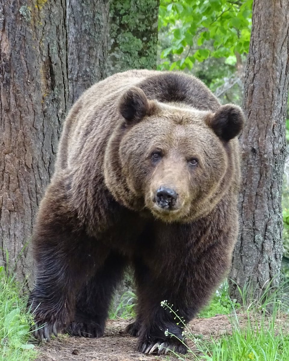 Dear friends,

During the months of September, October and November you will be able to visit us from❗️12 pm to 6 pm. Last entry 5:30 pm. Our changed opening hours will go into effect from Monday (01.09.2025).

We are looking forward to your visit at BEAR SANCTUARY Belitsa!
