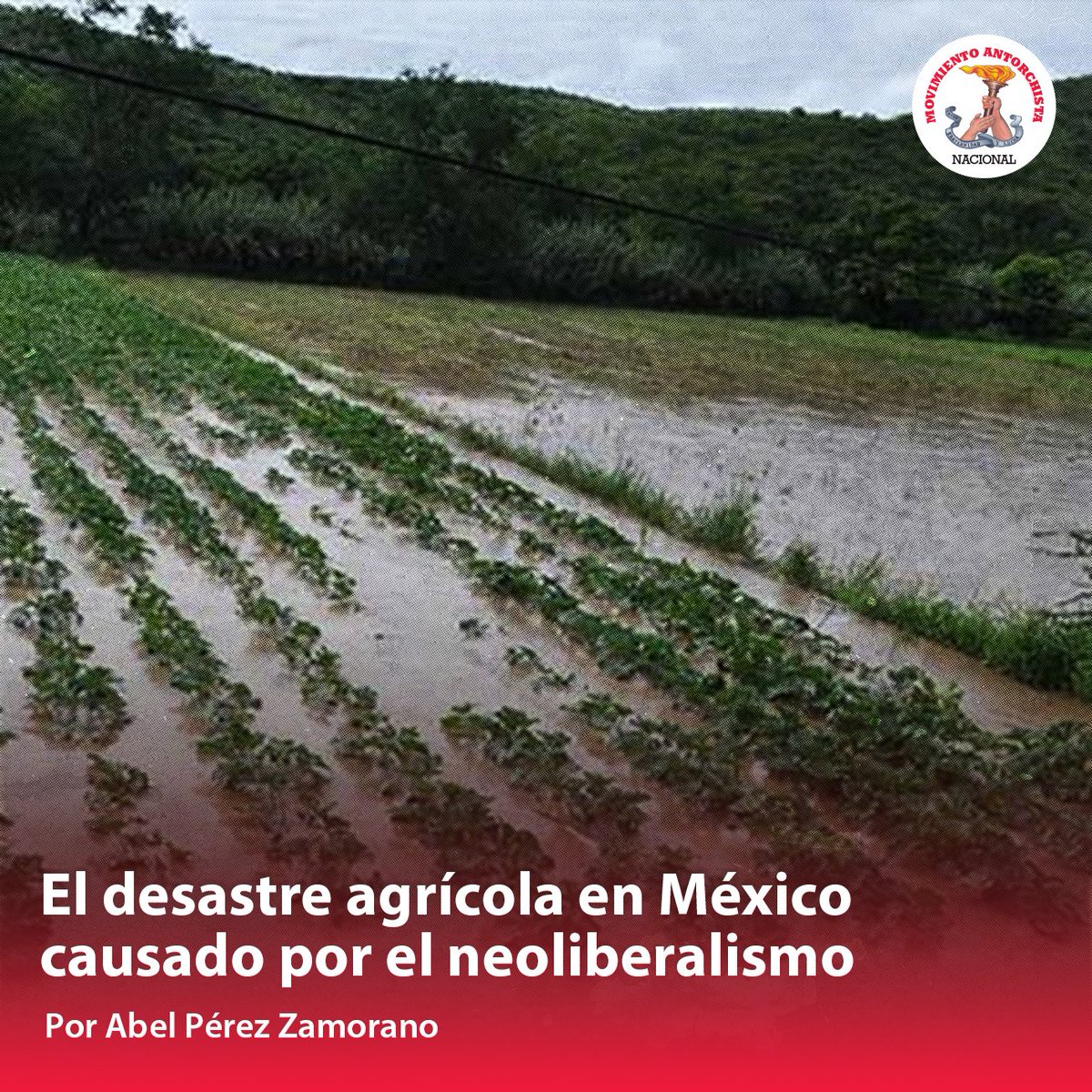 #México vive una crisis agrícola: dependencia alimentaria, dominio de trasnacionales y reducción de tierras sembradas. Urge priorizar el mercado interno. #CampoMexicano #SoberaníaAlimentaria

Mi artículo en <a href="/BuzosNoticias/">Buzos de la Noticia</a> 1201.
#Entérate tinyurl.com/2wz6mj5r