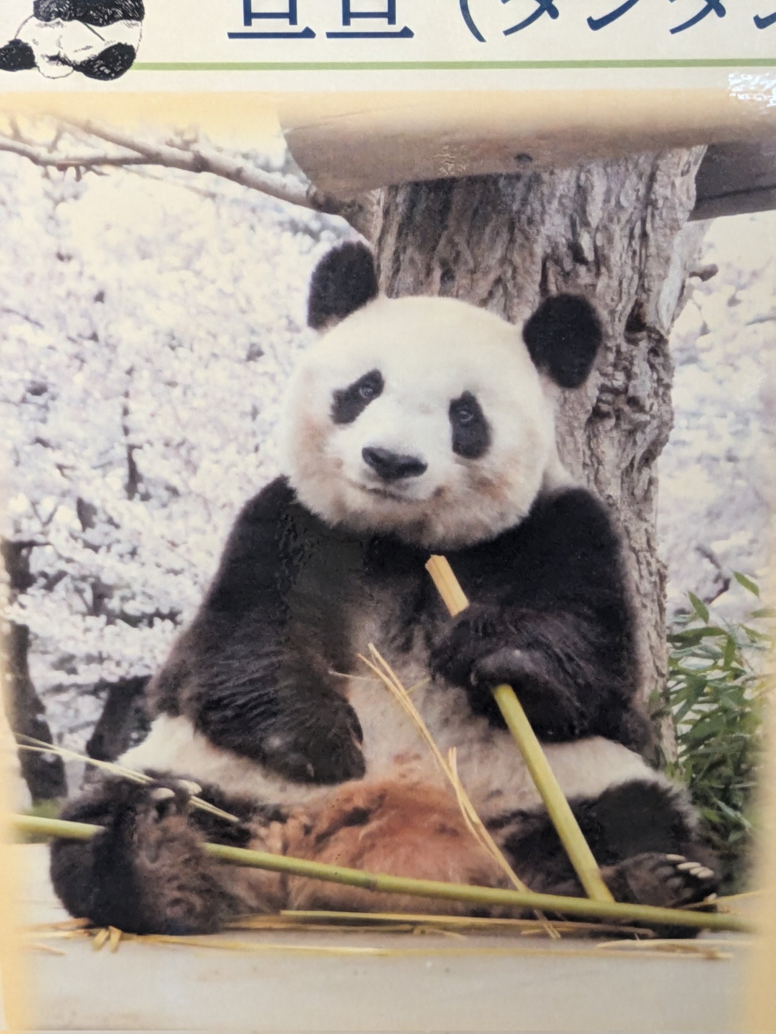 コウコウとタンタン : パンダ写真集 コウコウとタンタン: パンダ写真集 | 中村 翔子, 神戸市立王子