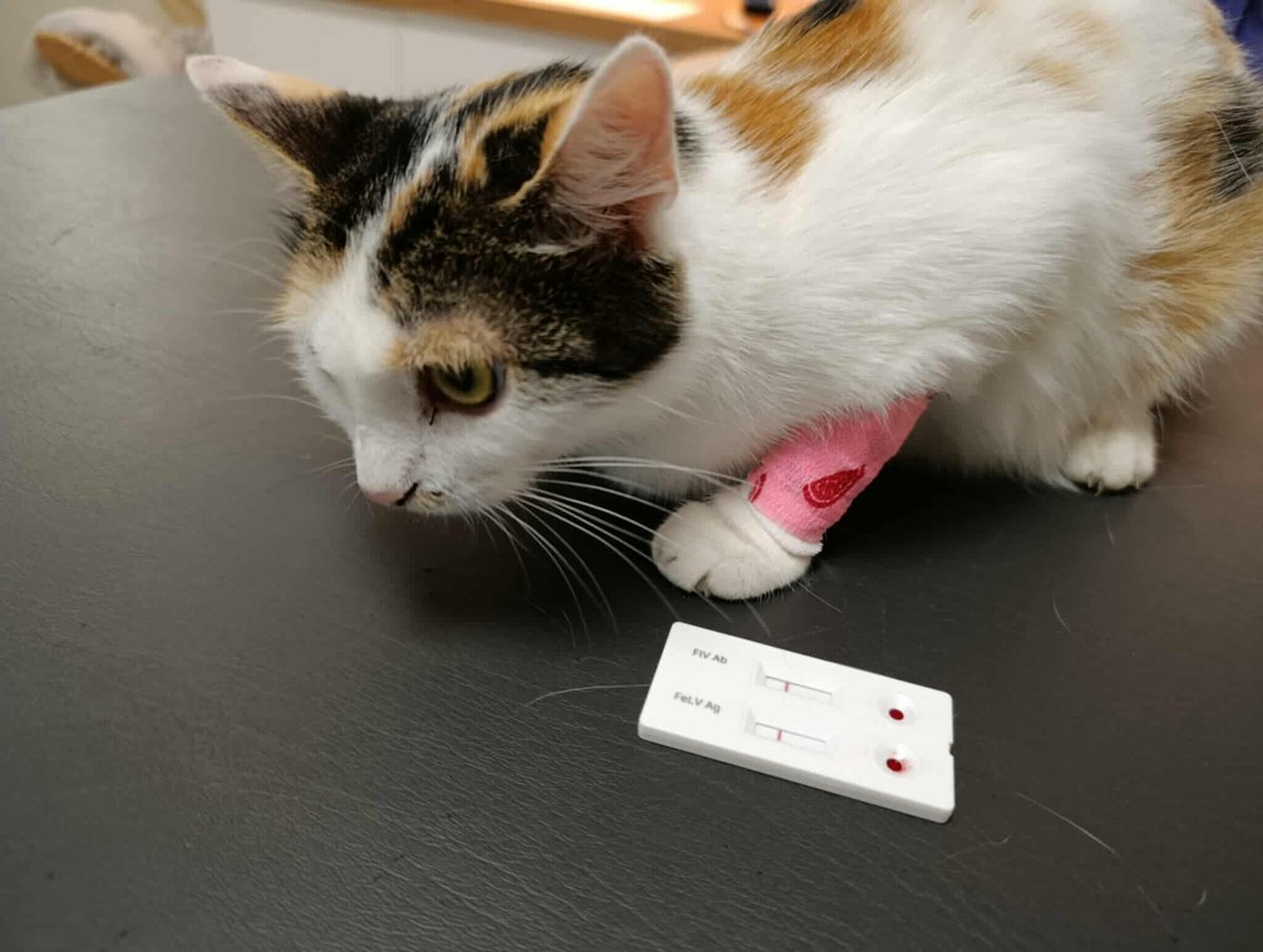 5 GODZIN DO KOŃCA ZBIÓRKI 💔 

ratujemyzwierzaki.pl/bialkaa