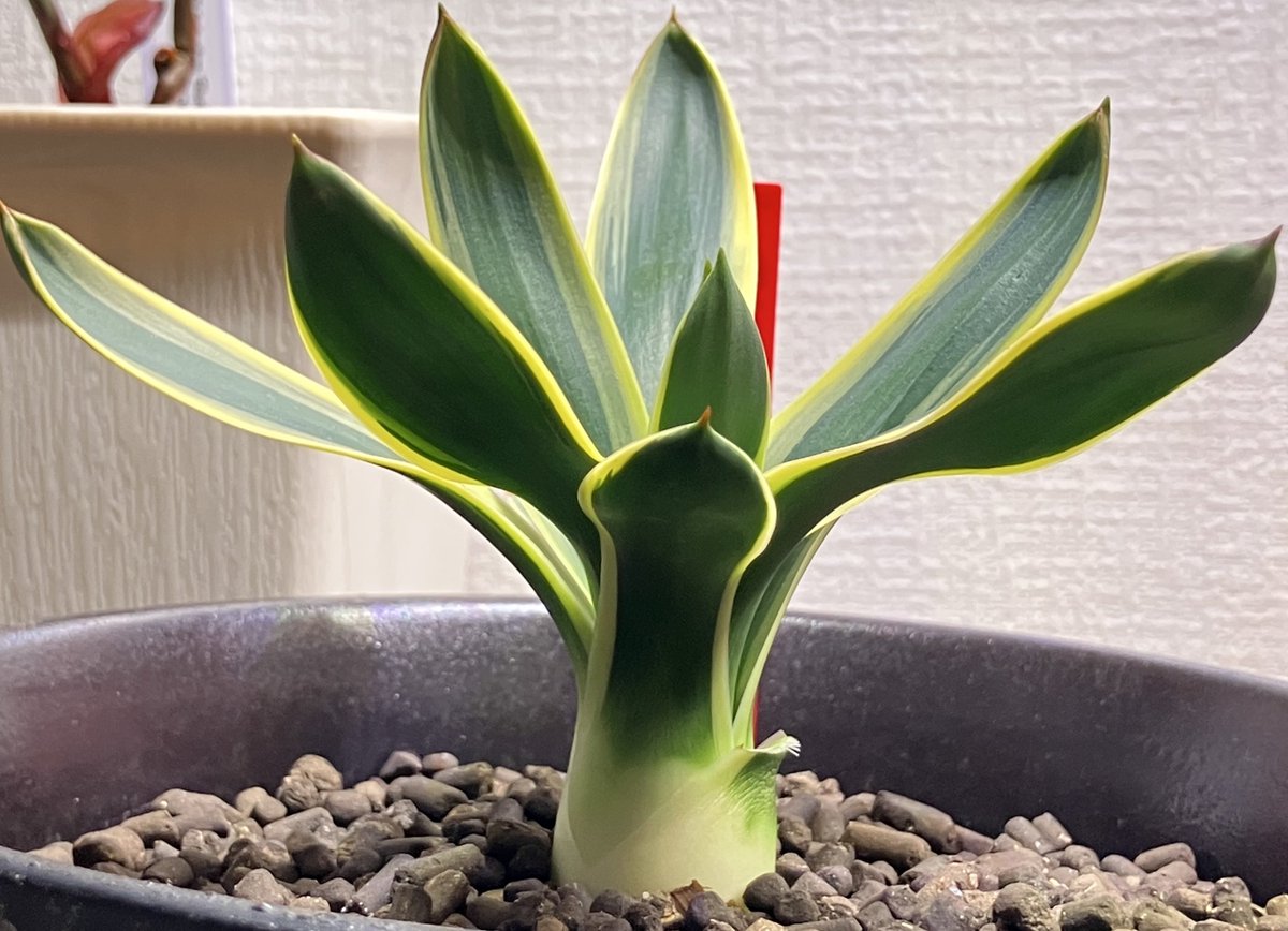 根腐れで溶かしてしまった秘蔵株😹
一生の後悔...orz