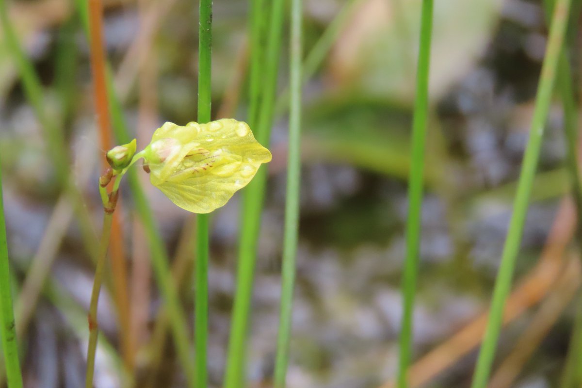 Sundew &amp; Bladderwort flowering in bogland, #Mayo #wildflowerhour