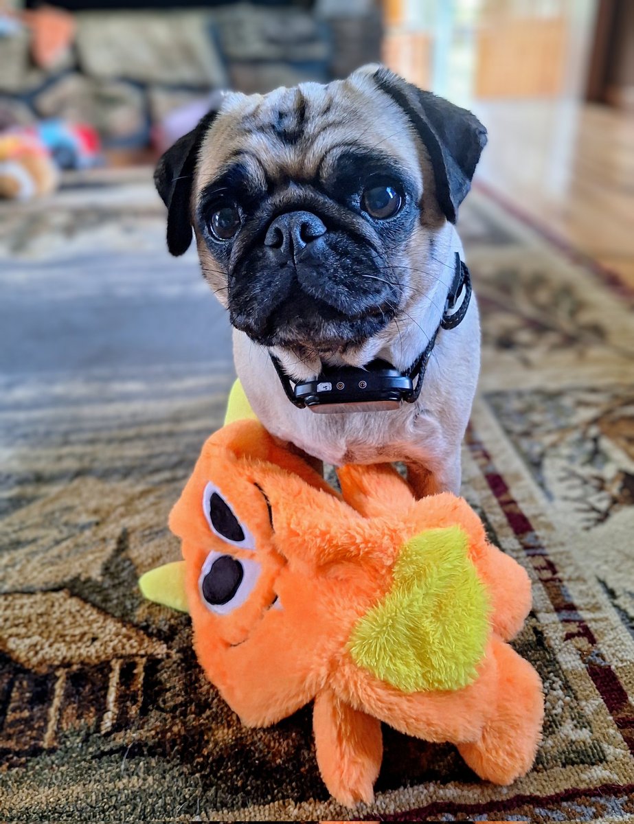 Sorry I CAN'T HELP YOU decorate the house for #Fall momma. You got me a new toy &amp; now I'M BUSY PLAYING😄🎉! #SundayVibes #SundayFunday #puglife #dogsoftwitter #dogsofX #weekendvibes #playtime