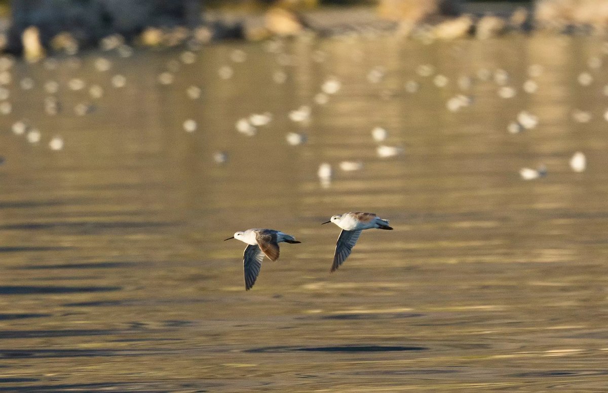 Wilson’s Phalaropes fly 6,000 miles from California’s Mono Lake to Argentina’s Laguna Mar Chiquita — linking two WHSRN Sites across the hemisphere. 
latimes.com/environment/st…