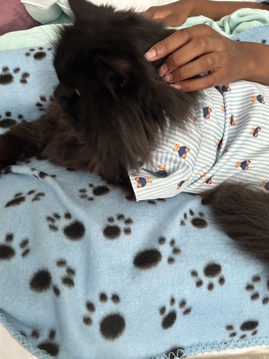 meow_london's tweet photo. I had an ameowsing time at The Royal London Hospital! 🐾
It’s always a very relaxing afternoon! 💤😸
I’m a registered 🐈‍⬛ with @PetsAsTherapyUK and I team up with @NHSBartsHealth @BartsVolunteers 

#therapycat #cat #cats #volunteering #petsastherapy #pawsitivity #workingcat #meow https://t.co/NxBxvxryFZ