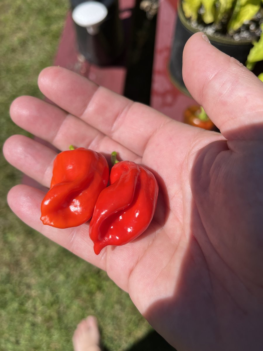 Carolina reaper and ghost peppers 🌶️ are my latest plants to start growing. Love the incredible color changes! Besides my son kicking butt in his first 3 games of the season yesterday and scoring 3 goals and 5 assists I’m pretty damn happy 😊