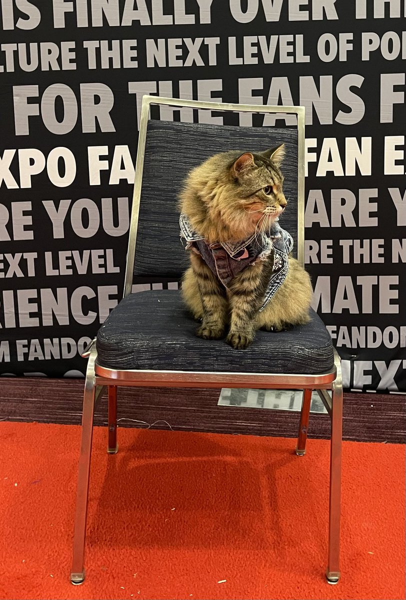 KaronSmart's tweet image. Tonic the cat from Caught Stealing at Fan Expo Toronto #ontarioevents #torontoevents #torontoblogger #thesix #convention #backtothefuture #fanexpo #fanexpotoronto #cosplay #fandom #thesix #caughtstealing #petsematary #beyongthedeadfall #tabby #straw #canadian #torontocat