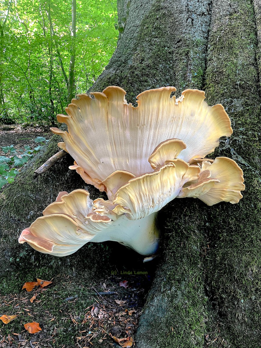 Linda Lamon tweet media