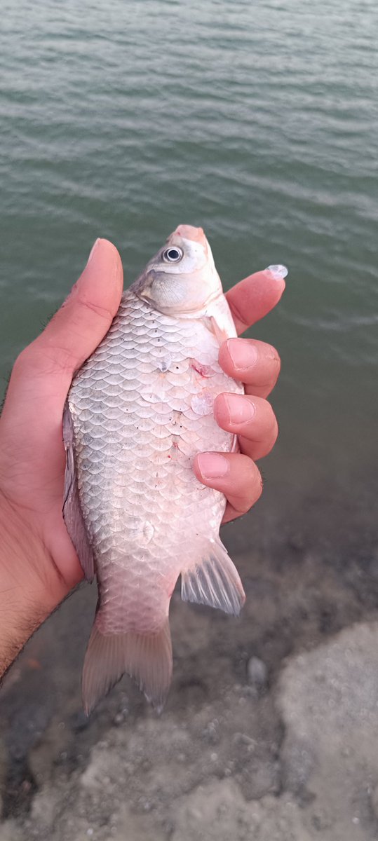 Buyrun 🐟🤗🤗 tava yapmasini bilen buyursun gelsin