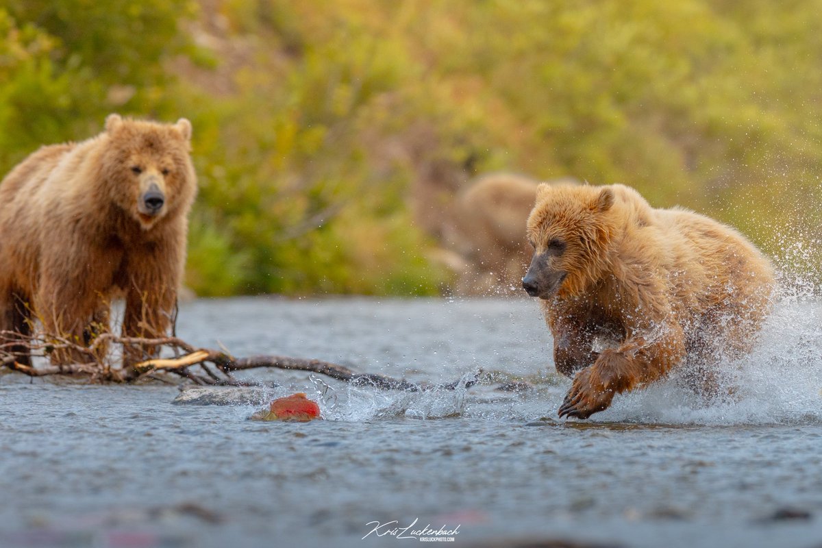 KrisLuckPhoto's tweet image. Beautiful bears in one of many rivers in Alaska