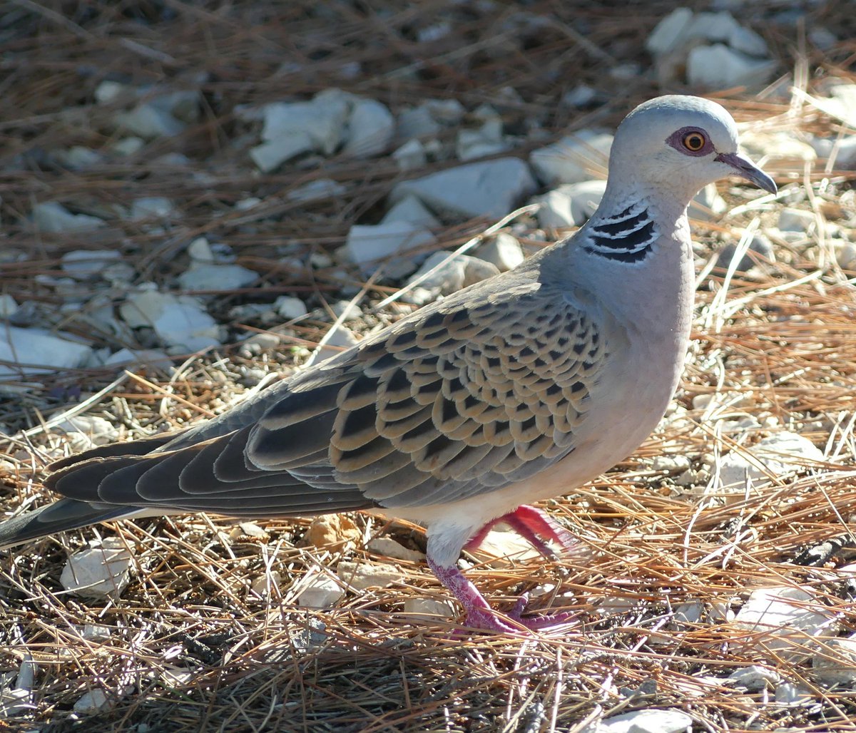 The wife and I on holiday in Croatia, turtle doves ,seen 4 today ,so happy 😊