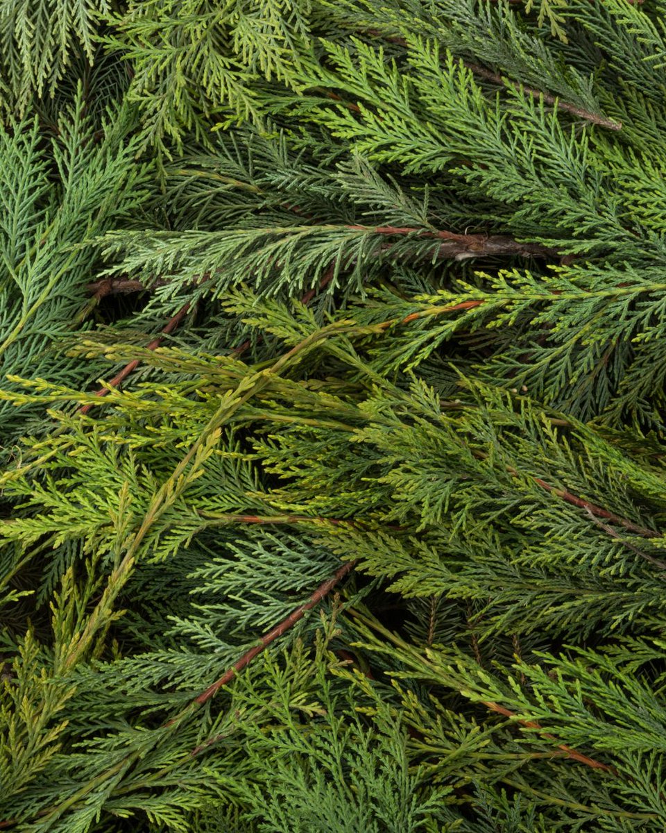 jettandcompany's tweet image. Design with the seasons. 🍂🍃
Let your home evolve like your garden—fresh herbs in spring, citrus in summer, dried bundles in fall.
#SeasonalDecor #SlowDesign