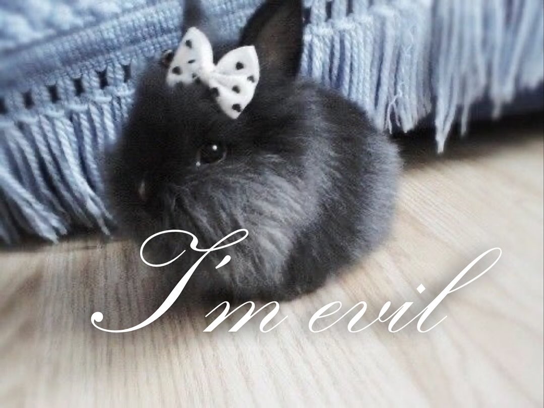 Bunnies (@bunnies) on Twitter photo 