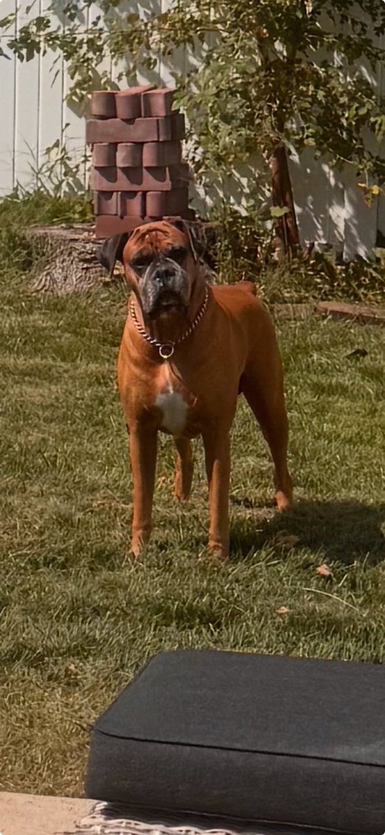 jmpoole65's tweet image. Rollo this afternoon. #Boxer #Boxerdog #DogsofX #BoxerdogsofX