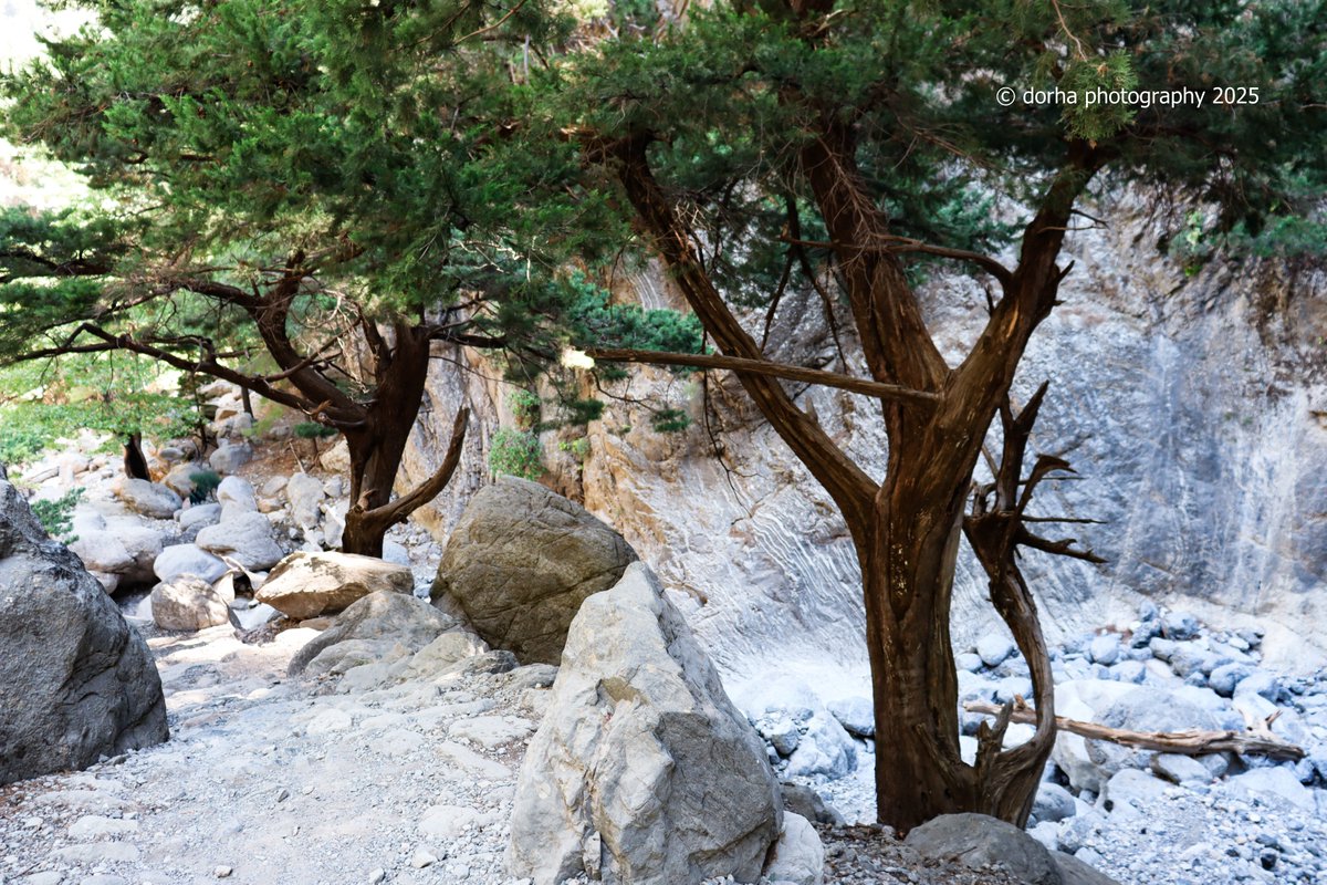 #Greece #crete #LandscapePhotography #Rocks #trees #Mountain #GORGESamaria #canonphoto
🏞️⛰️🌲🌳🥰🥾🧢🎒
