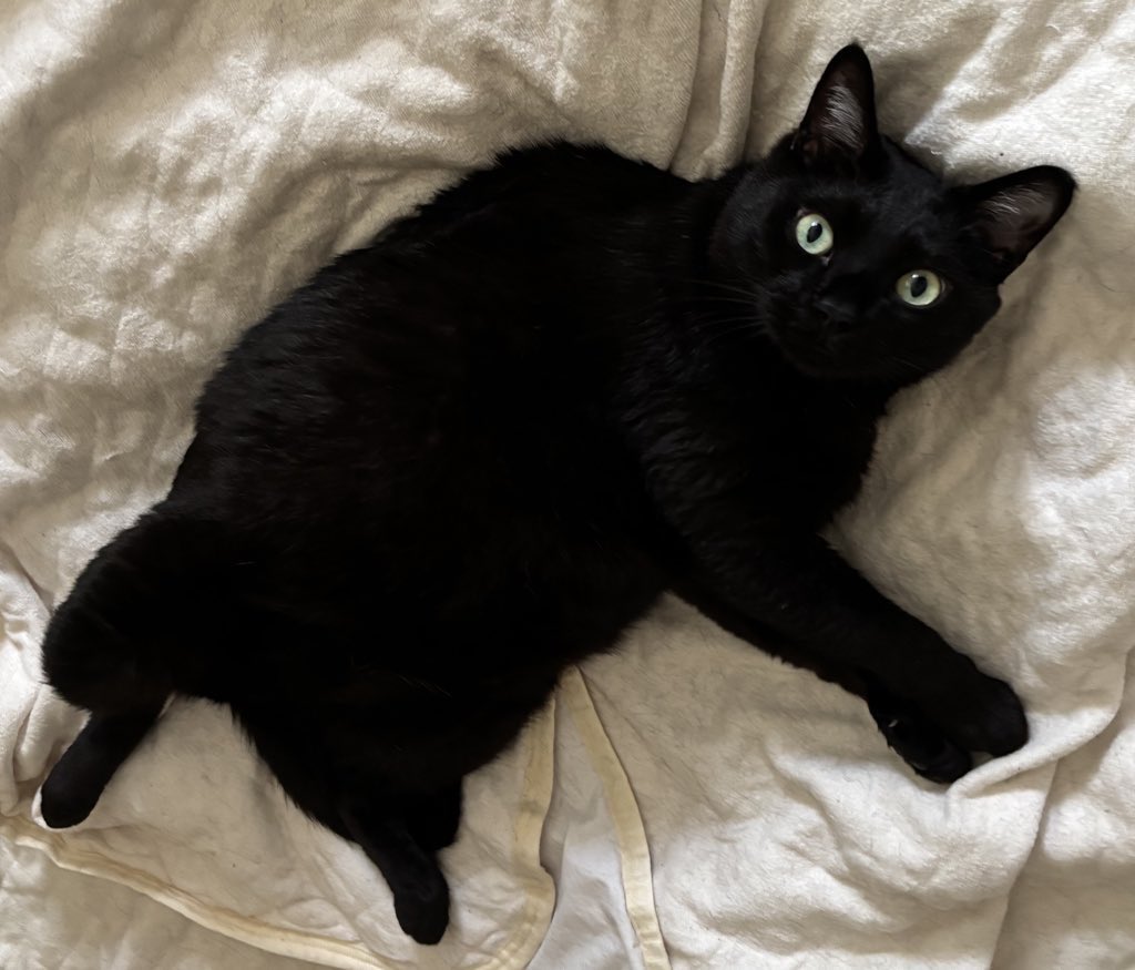 ねこねここねこ on X: 