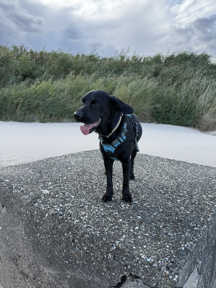 Flapometer rating ….