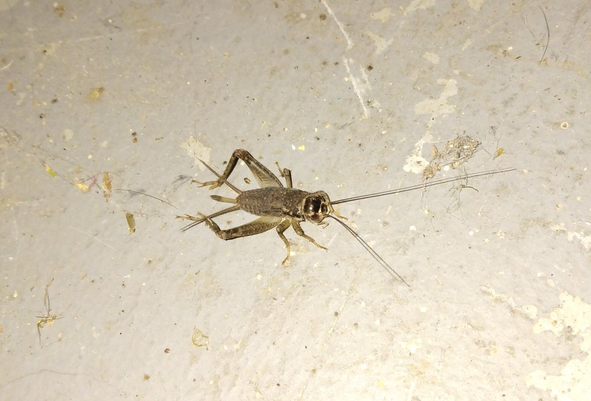 thatgroyper2's tweet photo. Today's literal Bug of the Day is this small female cricket I found in the garage about a week ago.
After doing some research, it appears to be a Japanese Burrowing Cricket (Velarifictorus micado) nymph. It was pretty passive.
#BugOfTheDay
#Natureposting
#BOTD
#GroyperSeason https://t.co/lWJLsQhmhN