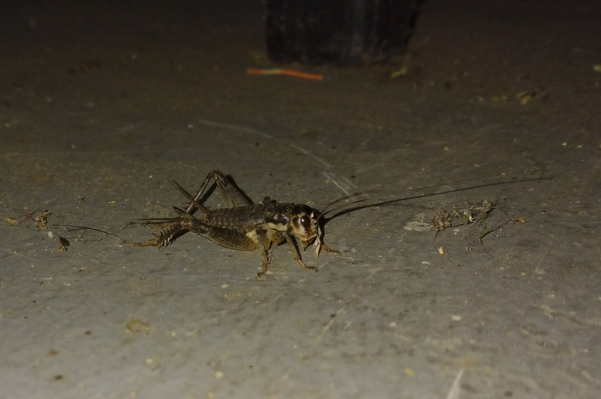 thatgroyper2's tweet photo. Today's literal Bug of the Day is this small female cricket I found in the garage about a week ago.
After doing some research, it appears to be a Japanese Burrowing Cricket (Velarifictorus micado) nymph. It was pretty passive.
#BugOfTheDay
#Natureposting
#BOTD
#GroyperSeason https://t.co/lWJLsQhmhN