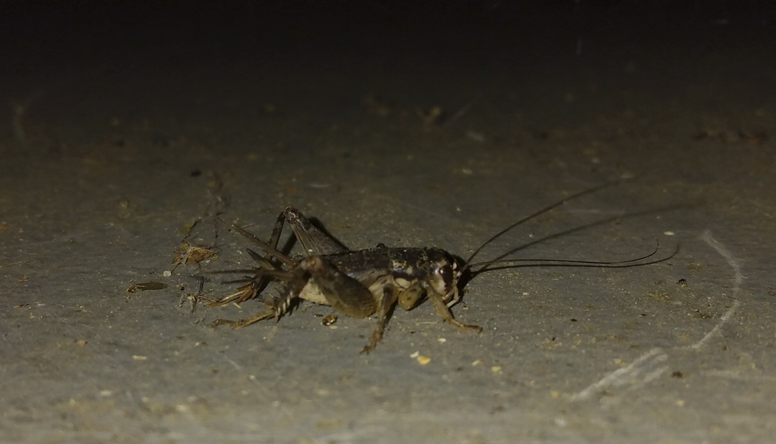 thatgroyper2's tweet photo. Today's literal Bug of the Day is this small female cricket I found in the garage about a week ago.
After doing some research, it appears to be a Japanese Burrowing Cricket (Velarifictorus micado) nymph. It was pretty passive.
#BugOfTheDay
#Natureposting
#BOTD
#GroyperSeason https://t.co/lWJLsQhmhN
