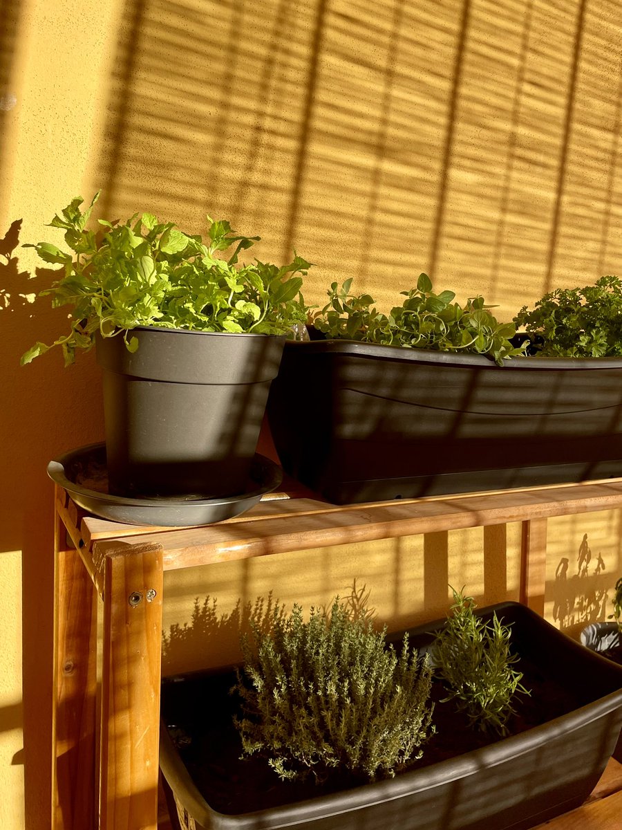 El huertecito va creciendo poquito a poco.

Así tengo siempre algo verde para mis recetas.
