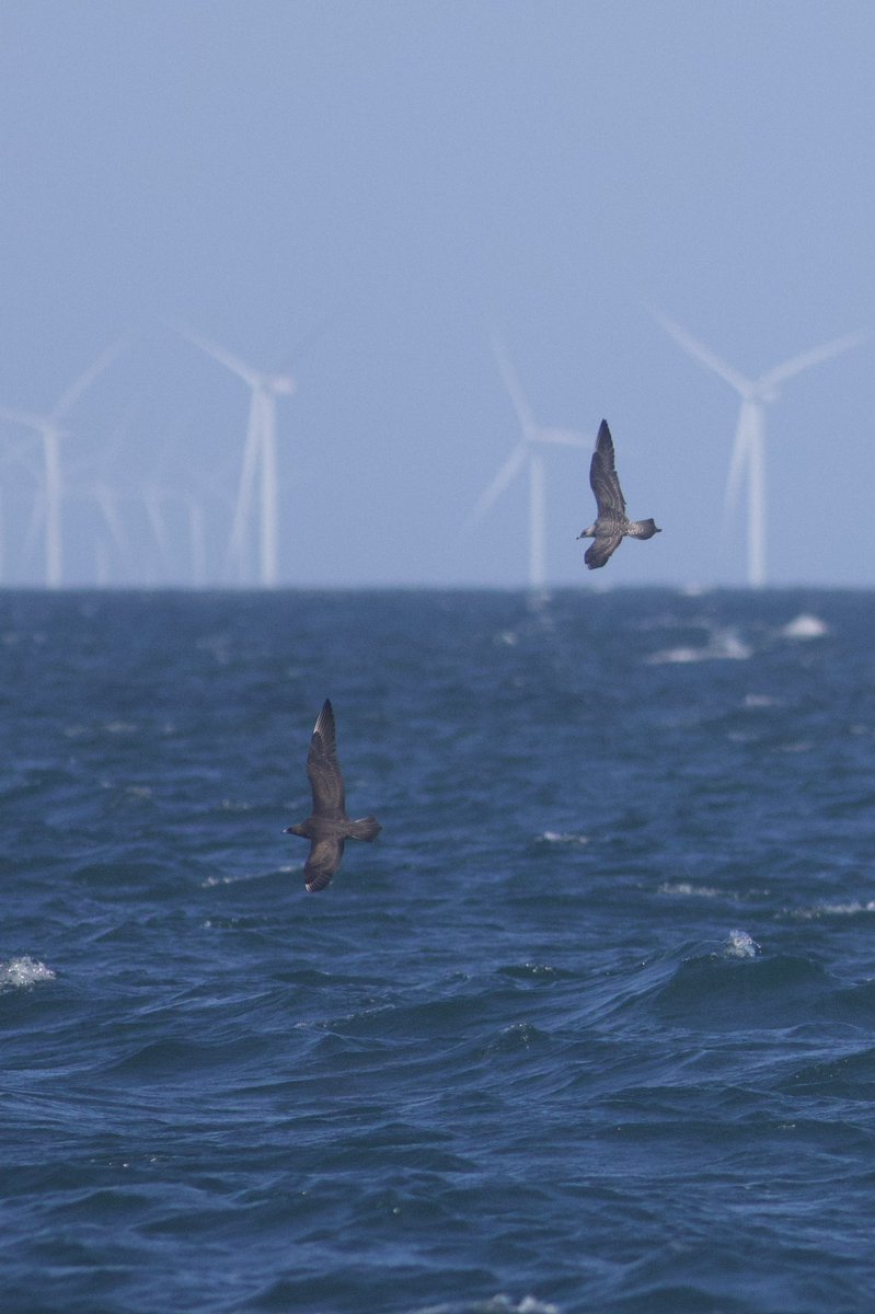 After three seasons of pelagics off Wells without much reward, we finally dug something out on today’s trip as this gorgeous intermediate juv Long-tailed Skua showed well with a young Arctic while we were steaming about 1.5m off Titchwell

Great comparison shots by <a href="/davidjrbratt/">David Bratt</a>