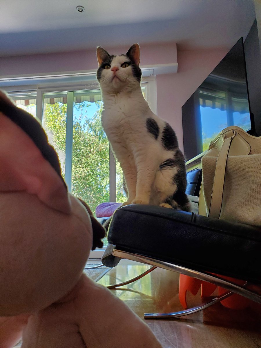 The cat with the cat