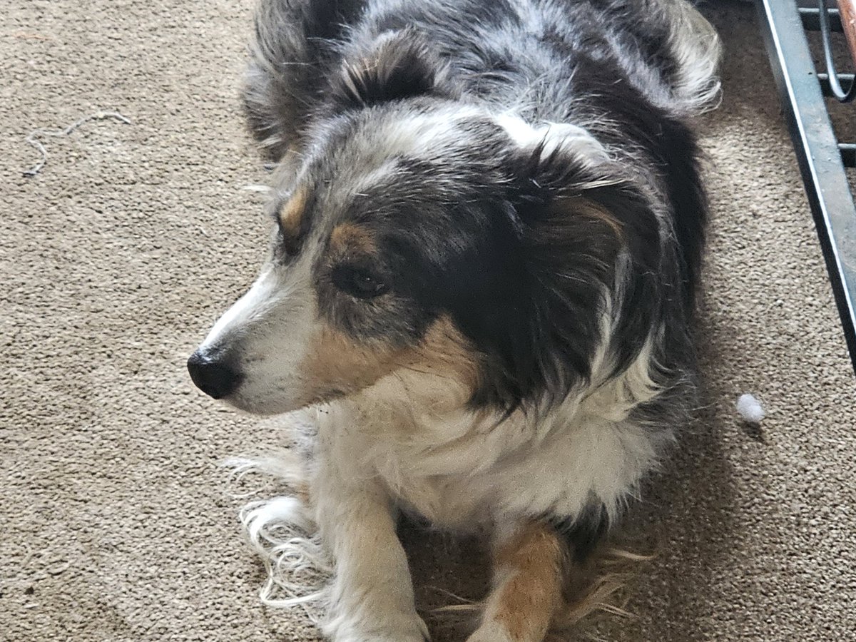 It's been a pleasure to catch up with <a href="/lindz_morgz/">Lindsay Morgan</a> this week, and of course her lovely family members! Smudge now with his pipe and slippers, bless him.