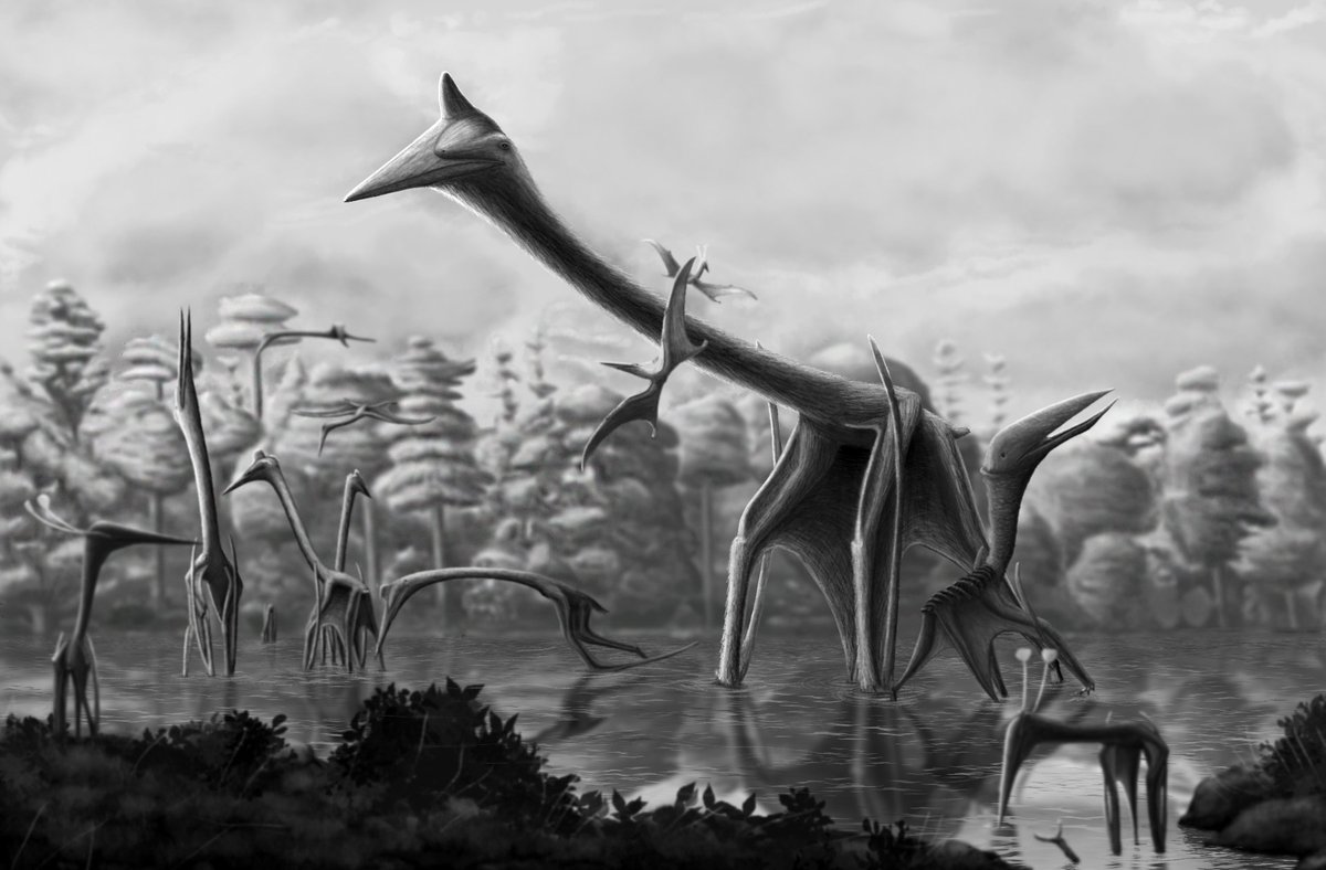 Repost for new followers.
Javelina Formation. Giant Quetzalcoatlus northropi with a band of Q. lawsoni, a Wellnhopterus &amp; little azhdarchid.
Digital Painting, black &amp; white, 2022 #pterosaur #quetzalcoatlus #wellnhopterus #javelina #cretaceous #mesozoic #paleoart #SciArt