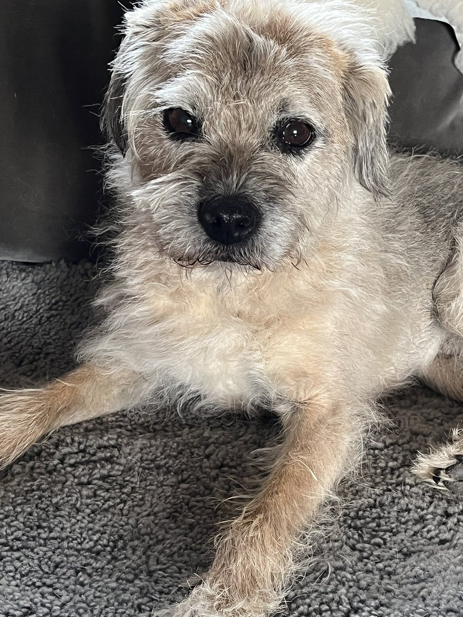 She’s only gone and given me a fur cut but as a treat I’m going to get some of nigel slaters un mucked about with chicken. Yum yum