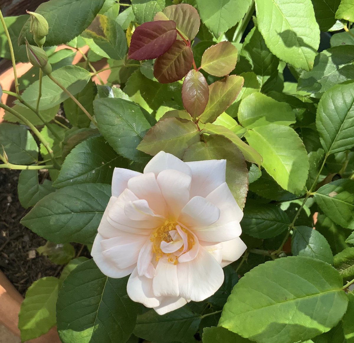 Last day of Meteorological Summer ‘25. 
It’s A Wonderful Life. Pearl Abundance. A Whiter Shade of Pale. Perle d'Or.
#lastdayofsummer #roses #GardeningX