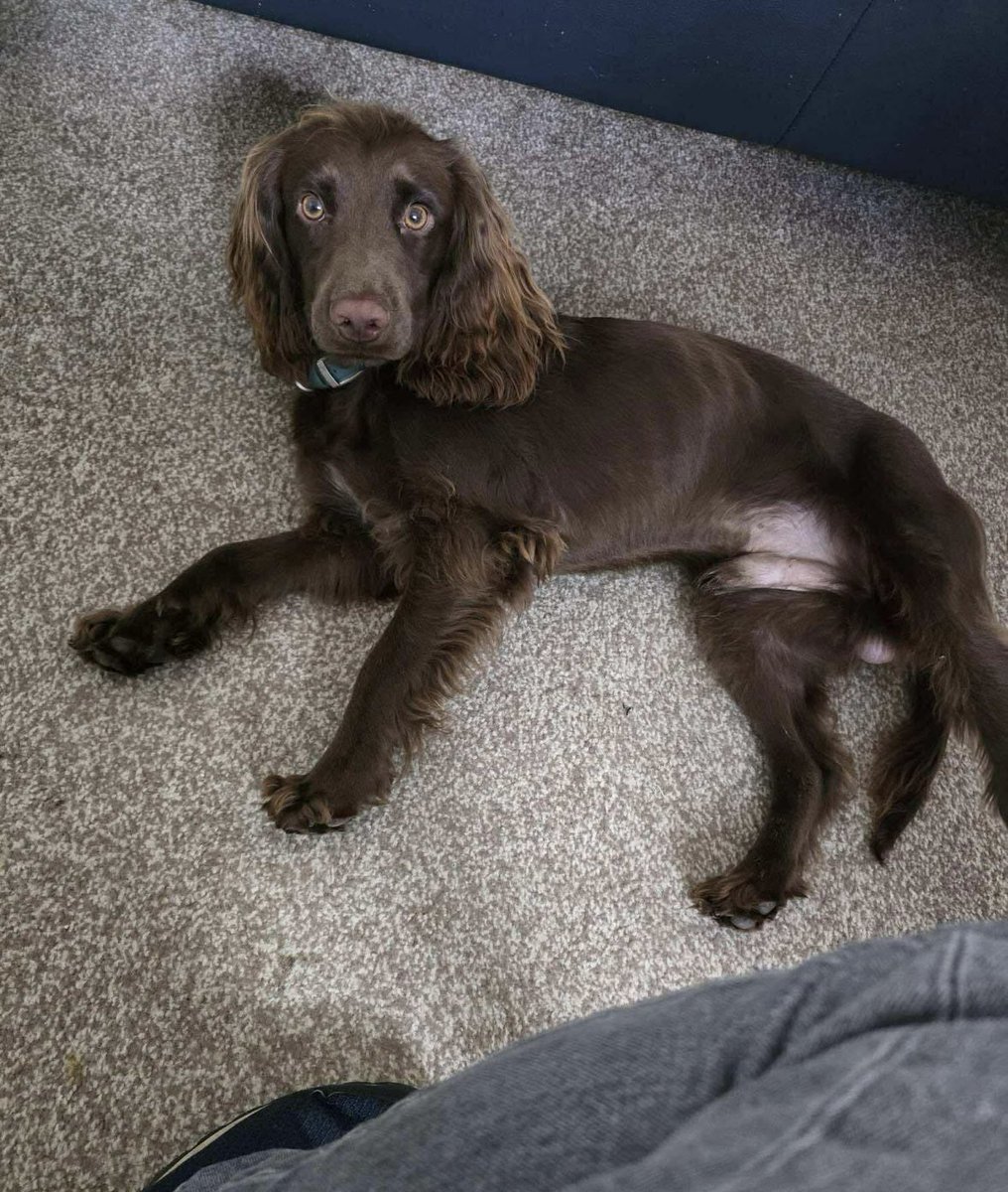 We recently helped to Rehome Saint and he is settling well into his new home in Dundee. Thanks to Rachel and her family for opening their home and hearts to this lovely lad. 🐶 🏠 ❤️