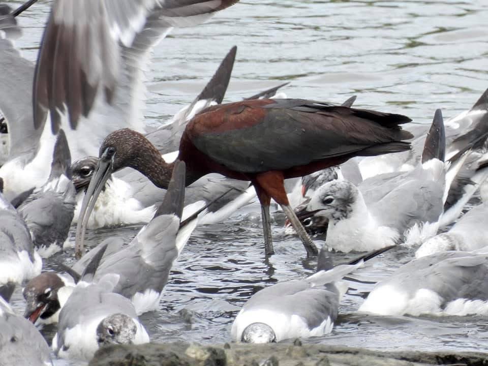Be the Glossy Ibis in a sea of Laughing Gulls
