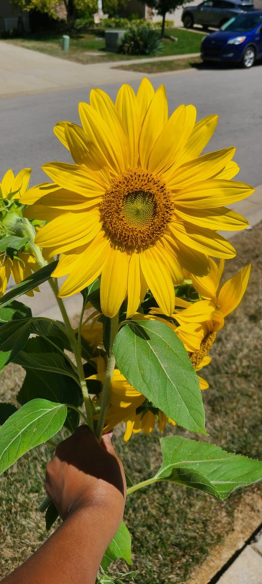 Ya'll! Me &amp; my daughter were just walking the neighborhood, and a man was cutting down his sunflowers and throwing them in the trash! He said, Sunflower season is over....and I sure did ask, can I have them? He said, sure! So, I got me some pretty sunflowers! My day is made! 🌻💛
