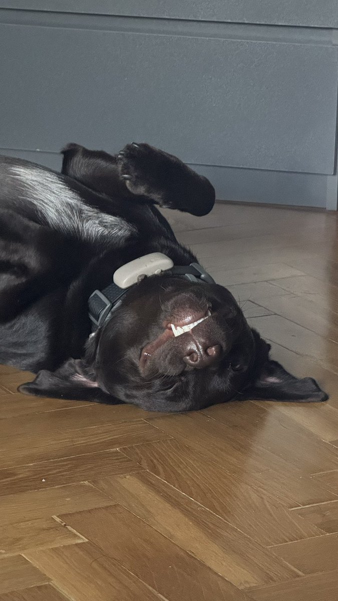 Дуже активний пес казали вони
Пес: