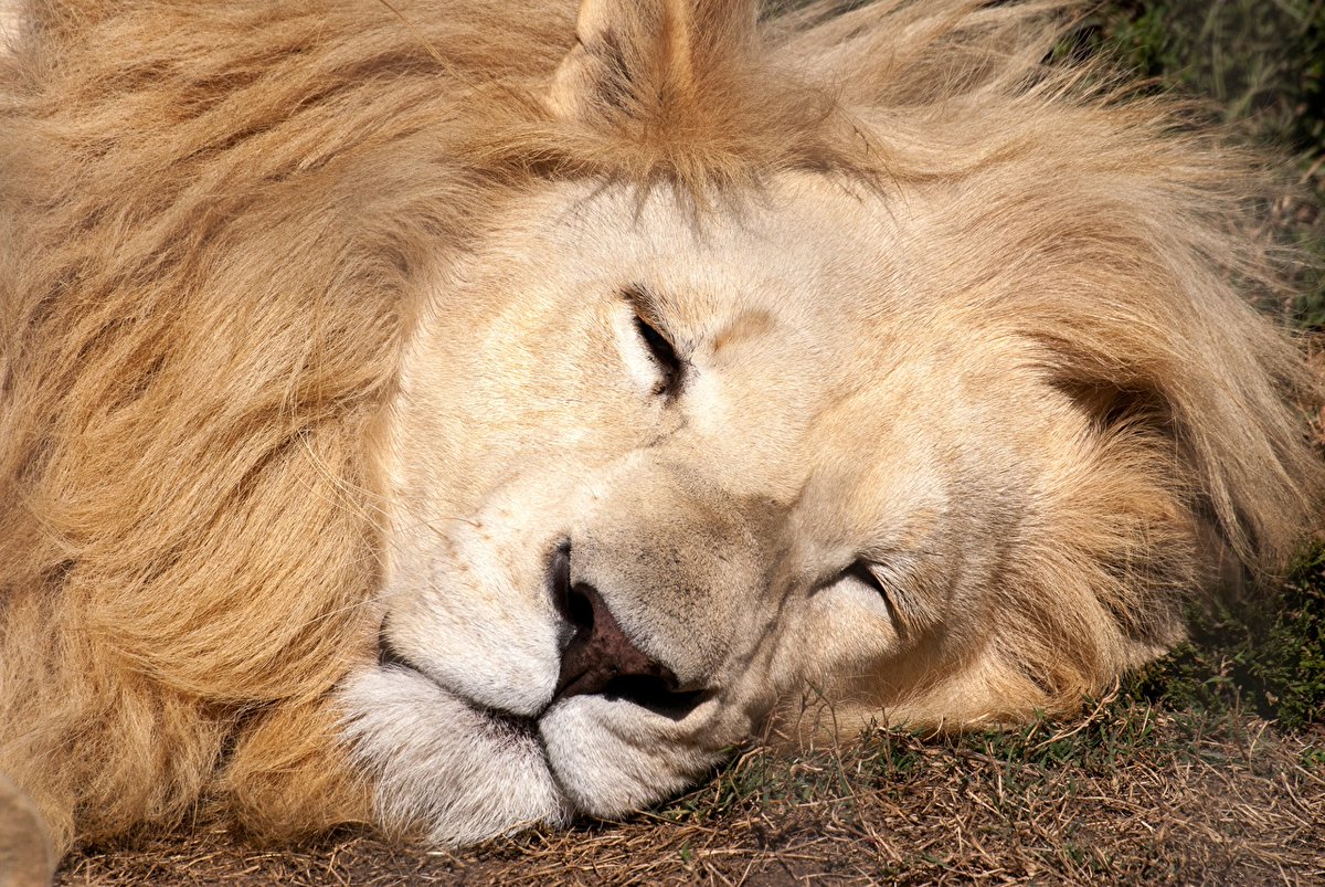 Lions 🦁 (@lionseveryday) on Twitter photo 