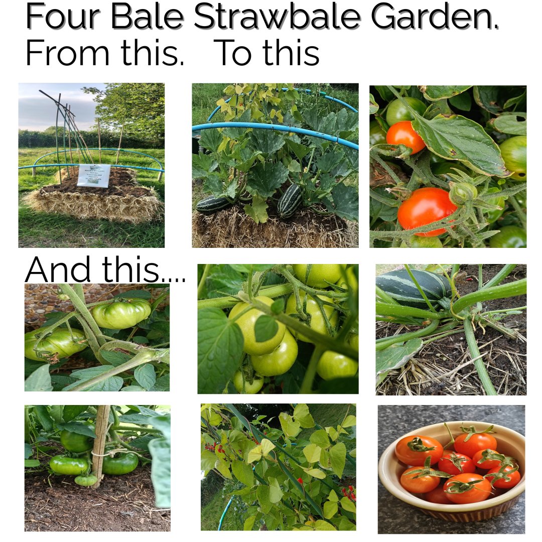 No soil. No weeds. No waste. Strawbale Gardening. Four bales produced hundreds of toms 5 varieties. 8 marrows and runner beans. 
For the complete method please visit my website. strawbaleveg.co.uk/thebook #strawbale #strawbalegardens