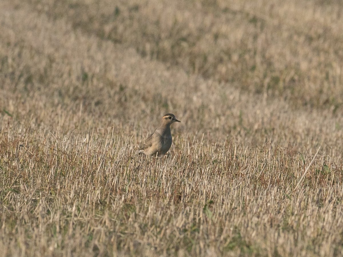 A nice, if all too brief, Buff-breasted Sandpiper on Tor Ness this evening, closely followed by a highly mobile juv Dotterel at Nether Linnay