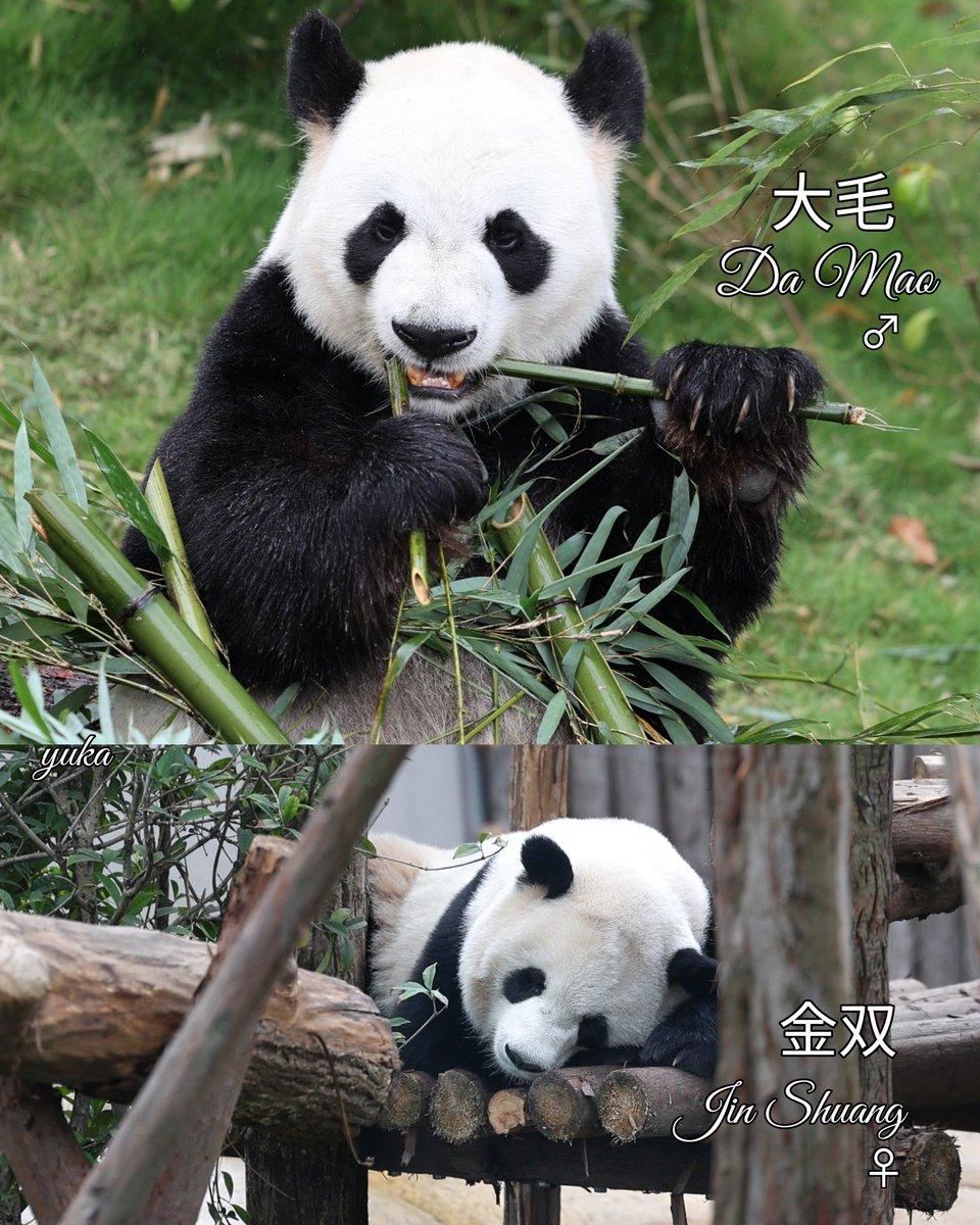 金華山パンダとこぱんだページです☆ 金華山パンダとこぱんだページです☆ パンダコパンダ ピンズ
