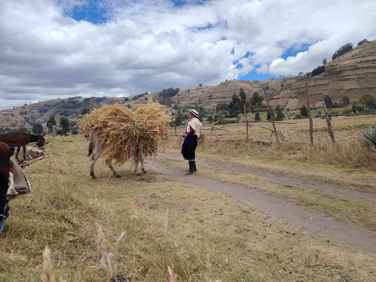 riobamba's tweet photo. 🎊 Celebramos la Fiesta de la Cosecha en Canto del Jahuay, Comunidad La Moya – Parroquia Calpi. ¡Tradición, música y gastronomía son parte de la oferta cultural! 🌾💛
#FiestaDeLaCosecha #Calpi #LaMoya #CulturaViva https://t.co/CcL983s5up