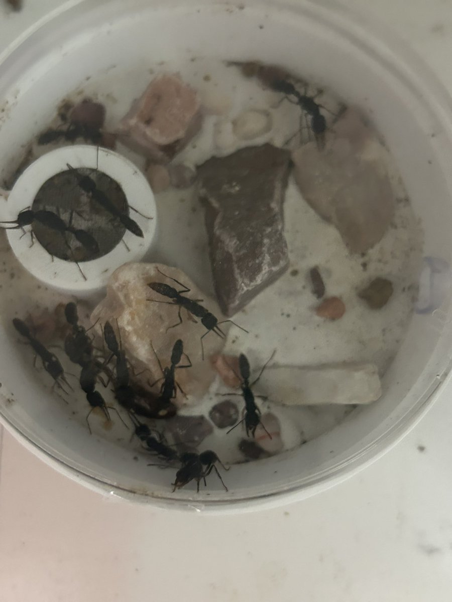 べえた(昆虫専用) tweet media