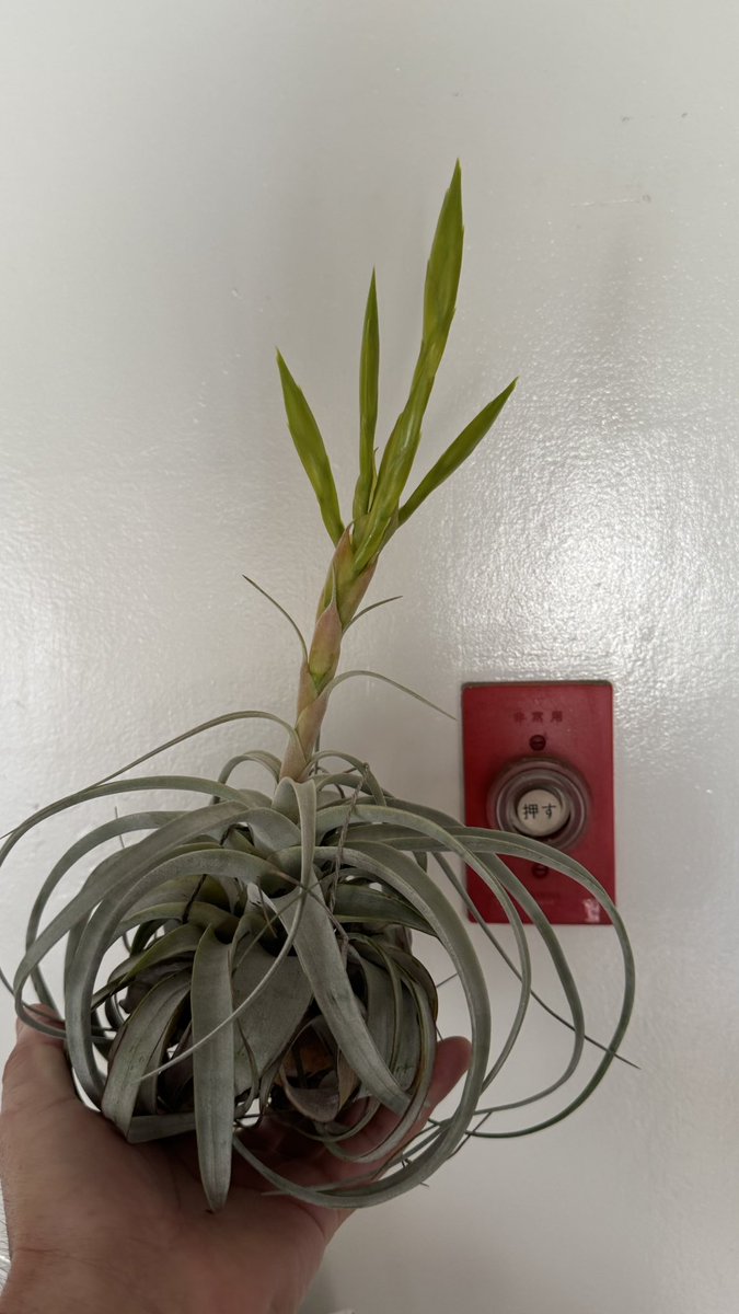 キセログラフィカ、咲いた