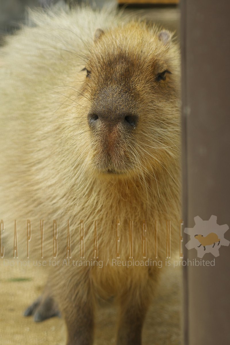 任天堂 - カピバラ Capybara Zen for Nintendo Switch - Nintendo Official Site