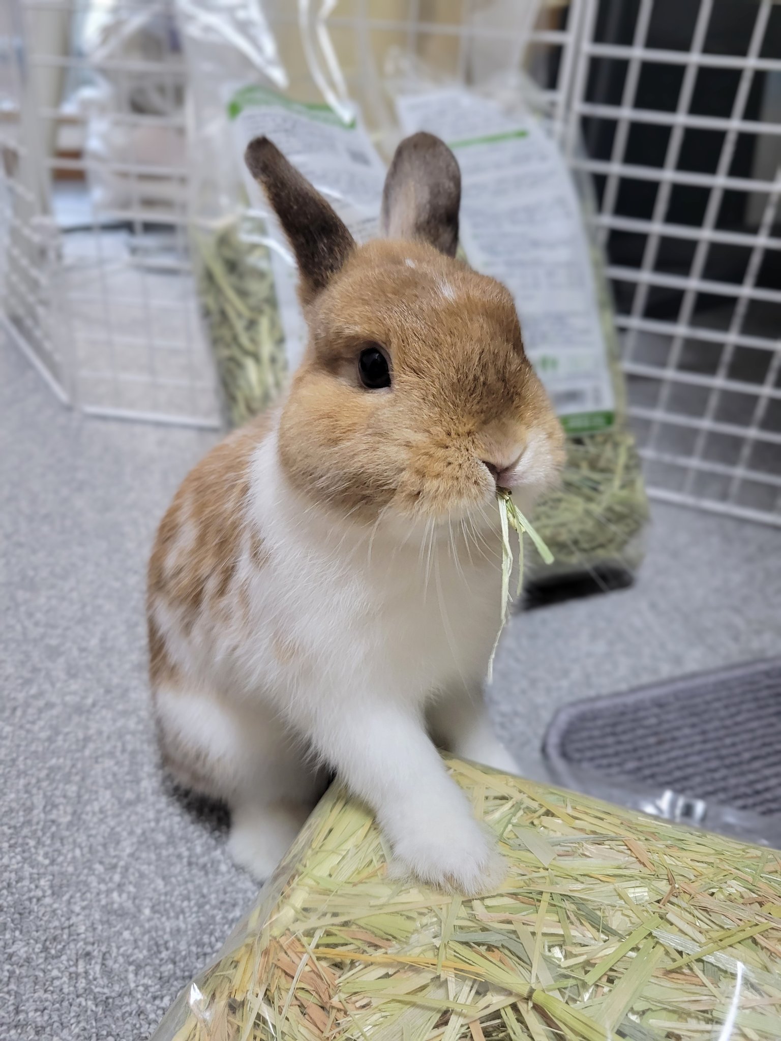 うさぎ ねこ うさぎ af900ce0bb13c974f80279ffc54521