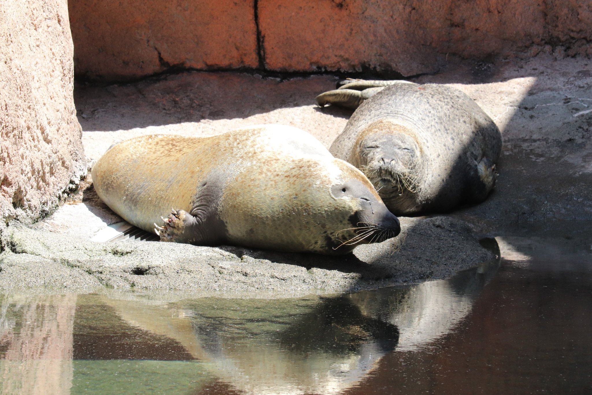 静岡市立日本平動物園 on X: 