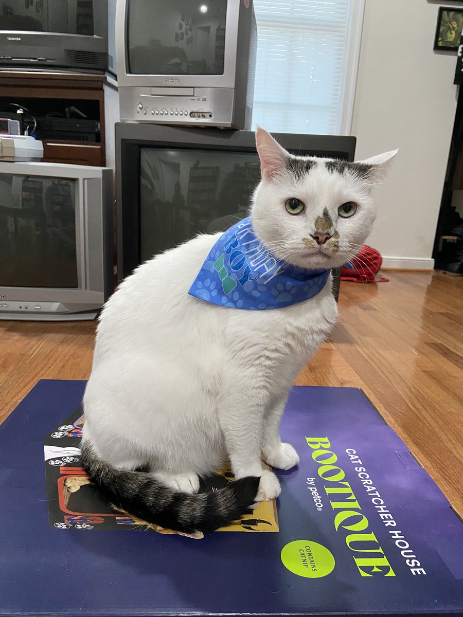 ashley96r's tweet photo. Happy 10th birthday to my favorite little guy! I can’t believe we’ve had Mr. Smith for 7 years now. https://t.co/DnqHGSoYMd