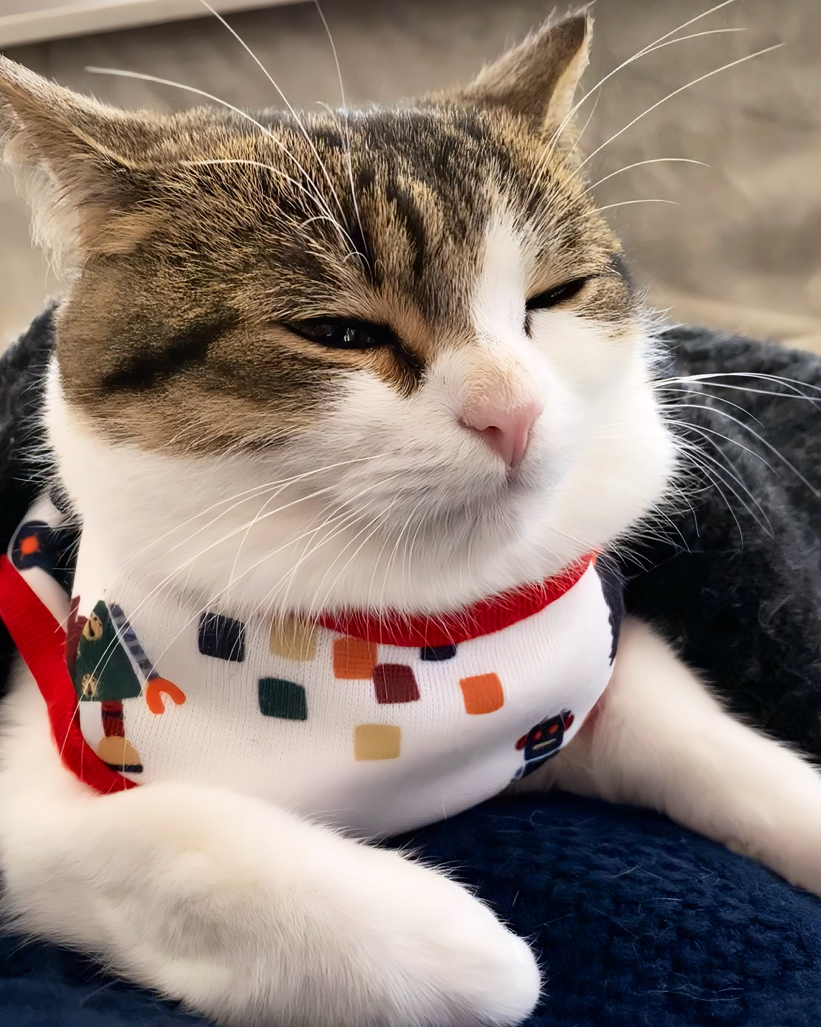 ねこ(*^^*) ニコちゃんとこたろう先生とトロとわさび姐さん on X: 